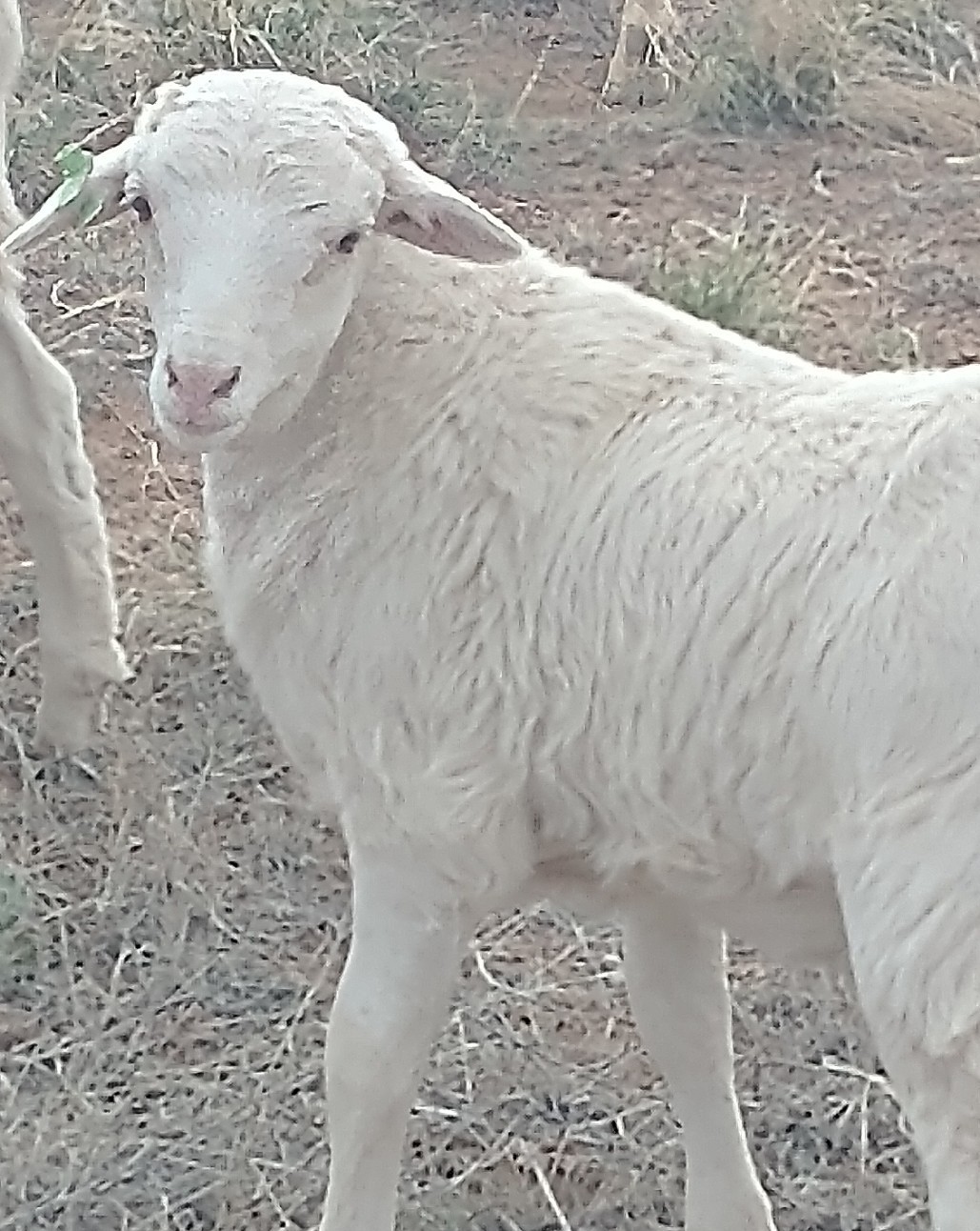 Lamb for Sale